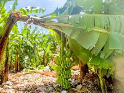 Propone medidas para detener colapso de exportaciones banano Propone medidas para detener colapso de exportaciones banano
